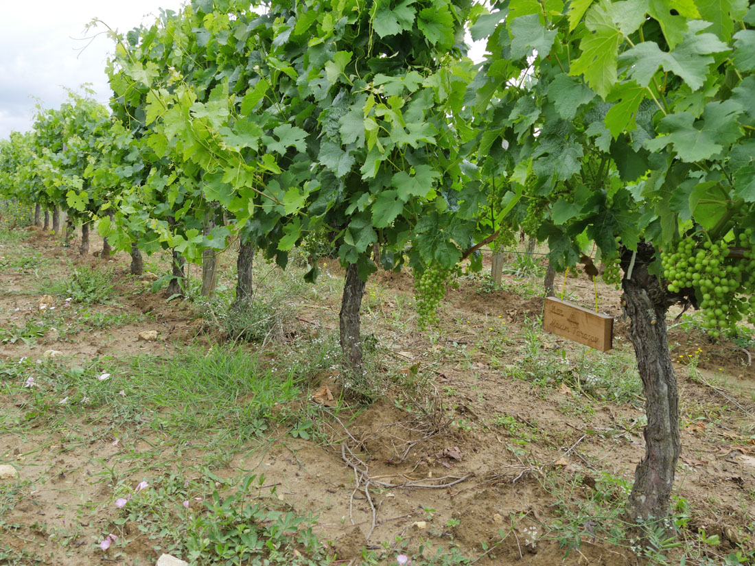 Виноградник на урожай